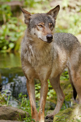 Naklejka na ściany i meble Wolf oder Grauwolf (Canis lupus)