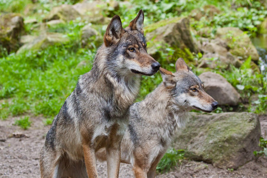 Wolf oder Grauwolf (Canis lupus)