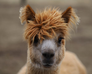 Fototapeta premium llama, portrait of a llama with long eyelashes