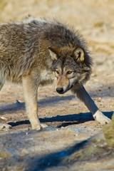Fototapeta premium Timberwolf oder Amerikanischer Grauwolf (Canis lupus lycaon)