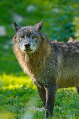 Timberwolf oder Amerikanischer Grauwolf (Canis lupus lycaon)