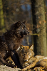 Timberwolf oder Amerikanischer Grauwolf (Canis lupus lycaon)