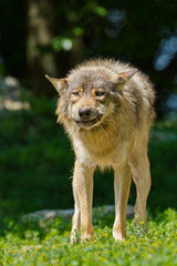 Timberwolf oder Amerikanischer Grauwolf (Canis lupus lycaon)