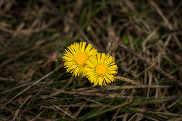 Naklejka premium first spring flowers