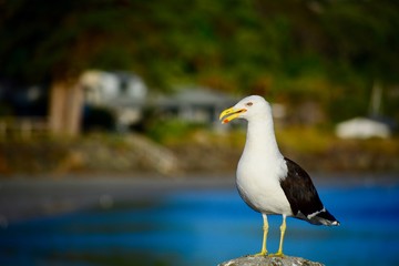 A mature Southern black-backed sea gull, close-up photo. Beautiful and healthy seabird in natural environment.