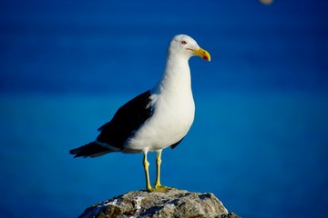 A mature Southern black-backed sea gull, close-up photo. Beautiful and healthy seabird in natural environment.