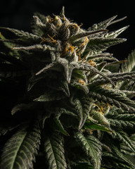 Larry OG Live Cannabis Plant Cola