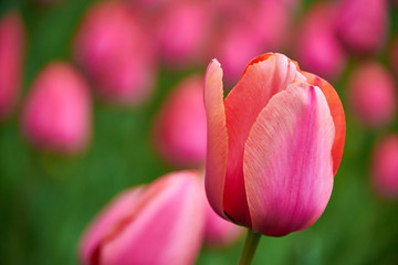 Obraz na płótnie Canvas bright colorful tulip garden meadow