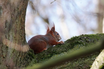  Eurasian red squirrel 