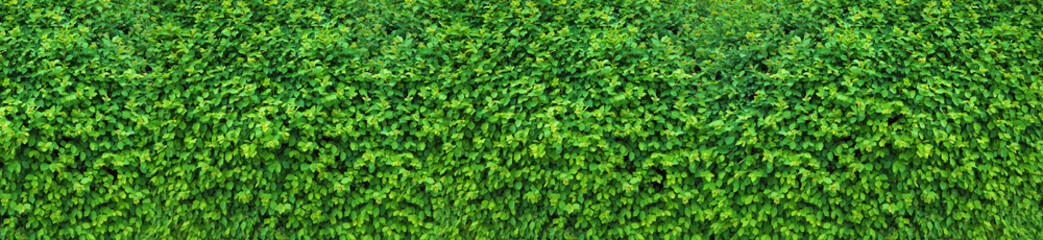 A thick spring hedge, a spring decorative motif. Panorama of the green wall consisting of thousands...