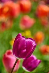 bright colorful tulip garden meadow