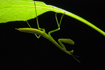 Immature Mantid, resting for the night on underside of leaf, South Mountains Camp Ground, NC