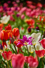 bright colorful tulip garden meadow