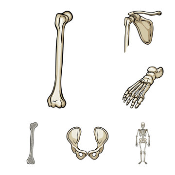 Isolated object of bone and skeleton icon. Set of bone and human stock symbol for web.