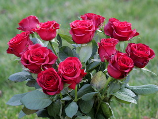 Hybrid Tea, Red rose, bouquet of roses