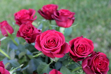 Naklejka premium Hybrid Tea, Red rose, bouquet of roses