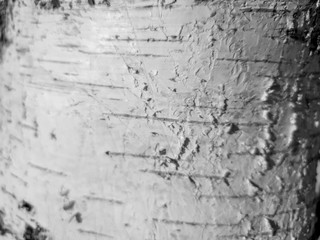 Birch tree close up. Birch bark on a tree.