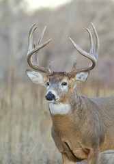 Whitetail Deer Buck - portrait in a natural setting