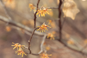 yellow vernal witch hazel flowers. hamamelis vernalis.