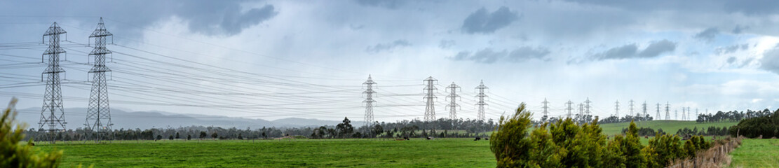 Panoramic view of powerlines receding into the distance in fields with cattle