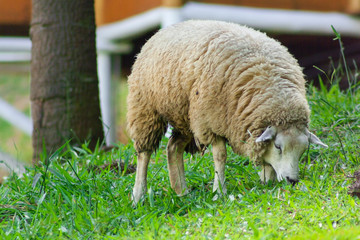 Carneiro IMG_6747