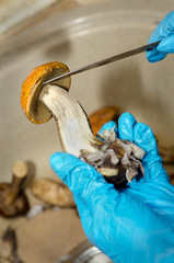 Cleaning birch bolete mushroom