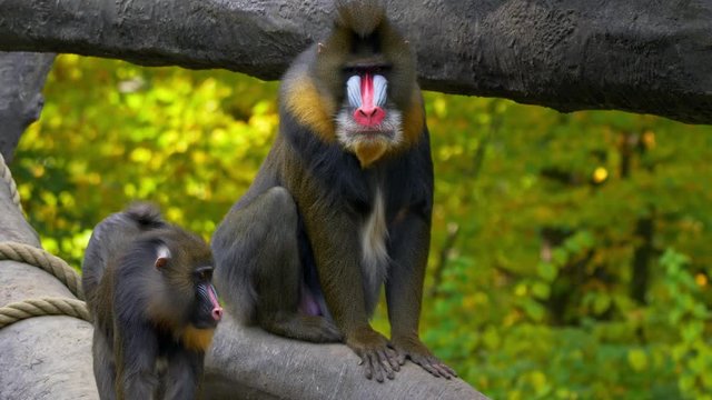 Mandrill in captivity