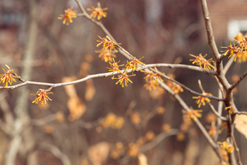 yellow vernal witch hazel flowers. hamamelis vernalis.