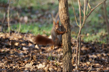 Naklejka na ściany i meble Eurasian red squirrel climbing a tree