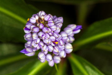 Fototapeta premium Marianinha IMG_0779