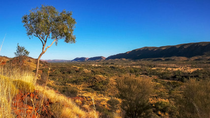 Obraz premium the west macdonnell ranges near alice springs and a gum tree