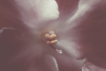 Texture background images African violets 