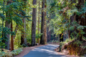 Big Basin Redwoods State Park - obrazy, fototapety, plakaty