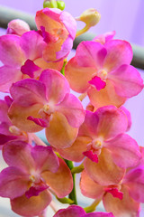 Naklejka na ściany i meble Colorful orchid flower blossom collection. Natural orchid flower background