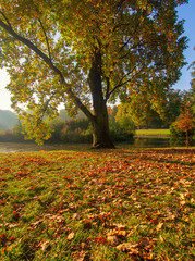 Autumn in the park