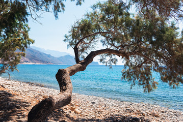Lonely pine tree near pebble coast at Palaiochora town, Crete island, Greece