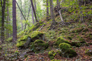  Utrenniy les 12/5000 Morning forest