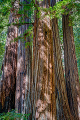 Giant Redwood Forest at Big Basin State Park