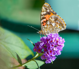Painted lady butterfly feeding on purple flower