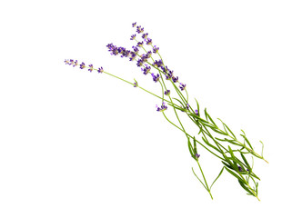 Sprigs of lavender on white background