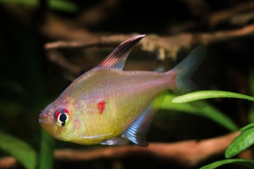 Hyphessobrycon socolofi, bleeding heart tetra, freshwater fish, wild from Barcelos, Rio Negro,...