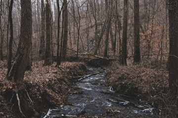 Forest stream surrounded by woods in winter