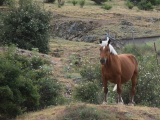 horse on pasture