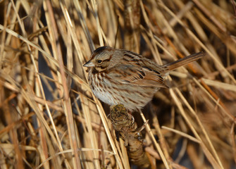 Fototapeta premium Lincoln Sparrow