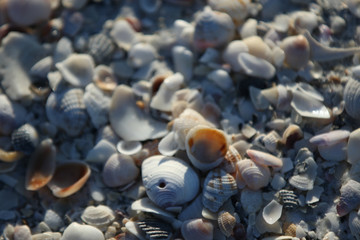 sea shells on the beach