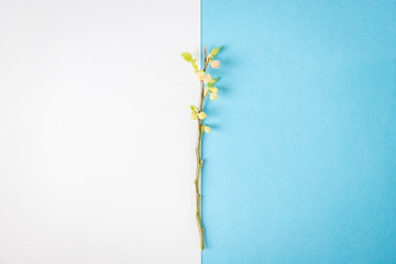 Delicate spring twig on a white and blue background. Concept transition from winter to spring. Minimalism