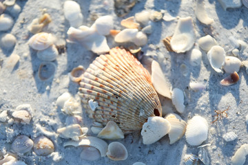 sea shells at the beach