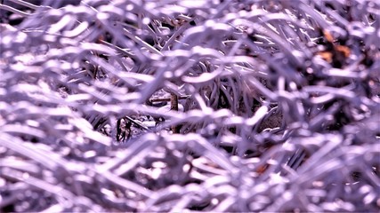 Au travers des branches