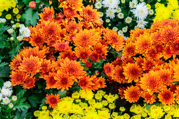 chrysanthemum flower background. Beautiful flower background