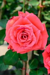 Single red rose background. Natural flower background